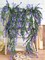 2 pack Fake Hanging Lavender Flowers Artificial Hanging Plants Wall Purple Faux Ferns Room Home Garden Decor Indoor Outdoor Decorations